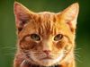 brownietiger brownietiger