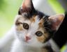 kittylover kittylover