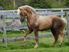 HorseGirl276 HorseGirl276