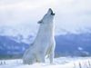 Thunderwolf2456 Thunderwolf2456
