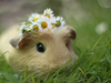 Hamster_Wheel Hamster_Wheel
