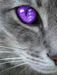BloompetalofThunderClan BloompetalofThunderClan