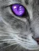 BloompetalofThunderClan BloompetalofThunderClan