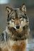 redwolf0616 redwolf0616
