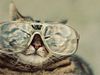 NerdyCat NerdyCat