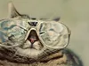 NerdyCat NerdyCat