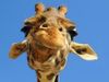 DanaeTheCrazyGiraffe DanaeTheCrazyGiraffe