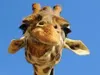 DanaeTheCrazyGiraffe