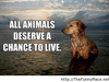 AnimalLoverFA AnimalLoverFA