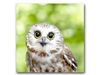 Owlz_Granger Owlz_Granger