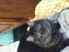 Ambie_Cat Ambie_Cat