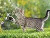 kitten_lover_7 kitten_lover_7