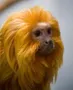 Discover Your Zoo Conservation Personality Discover Your Zoo Conservation Personality
