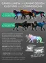 What's Your Canine Personality? What's Your Canine Personality?