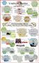 Discover Your Basilisk Personality Discover Your Basilisk Personality