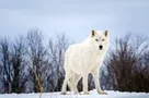 What Wolf are you (1) What Wolf are you (1)