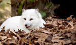 Which Animal Habitat Are You? Which Animal Habitat Are You?
