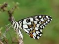 What Kind of Butterfly Are You? What Kind of Butterfly Are You?