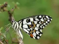 What Kind of Butterfly Are You? What Kind of Butterfly Are You?