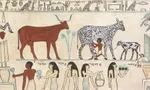 Which Domesticated Animal Are You? Which Domesticated Animal Are You?