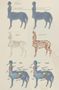 Discover Your Inner Centaur Personality Discover Your Inner Centaur Personality