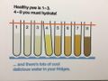 How Well Do You Hydrate? How Well Do You Hydrate?