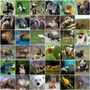 Which Endangered Animal Are You? Which Endangered Animal Are You?