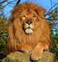What Type of Lion Are You? What Type of Lion Are You?