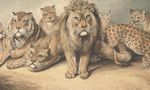 Discover Your Inner Lion Discover Your Inner Lion