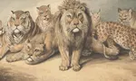 Discover Your Inner Lion