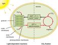 Test Your Knowledge: Photosynthesis Quiz Test Your Knowledge: Photosynthesis Quiz