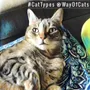 Cat Personality Quiz Cat Personality Quiz