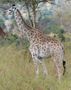 What Giraffe Are You? What Giraffe Are You?