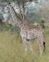 What Giraffe Are You? What Giraffe Are You?