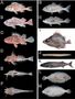 What Type of Fish Are You? What Type of Fish Are You?