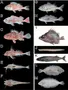 What Type of Fish Are You? What Type of Fish Are You?