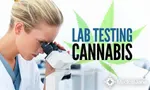 Test Your Knowledge on Marijuana Test Your Knowledge on Marijuana
