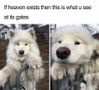 Which Funny Animal Video Are You? (1) Which Funny Animal Video Are You? (1)