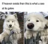 Which Funny Animal Video Are You? (1) Which Funny Animal Video Are You? (1)