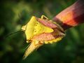 Which Insect Are You? (1) Which Insect Are You? (1)