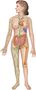 Body Image Quiz Body Image Quiz