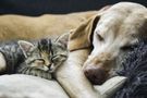 Discover Your Dog's Personality! Discover Your Dog's Personality!