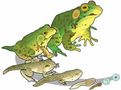 Hop To It: Amphibians Quiz Hop To It: Amphibians Quiz