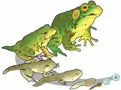 Hop To It: Amphibians Quiz Hop To It: Amphibians Quiz
