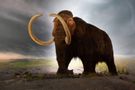 Discover Your Elephant Personality Discover Your Elephant Personality
