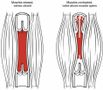 Pump Up Your Muscle Knowledge Pump Up Your Muscle Knowledge