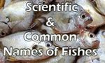 Which Fish are You? (1) Which Fish are You? (1)