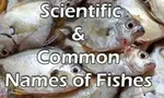 Which Fish are You? (1)