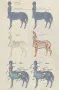 Test Your Knowledge on Centaurs Test Your Knowledge on Centaurs