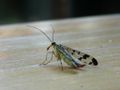 What Insect Are You? What Insect Are You?